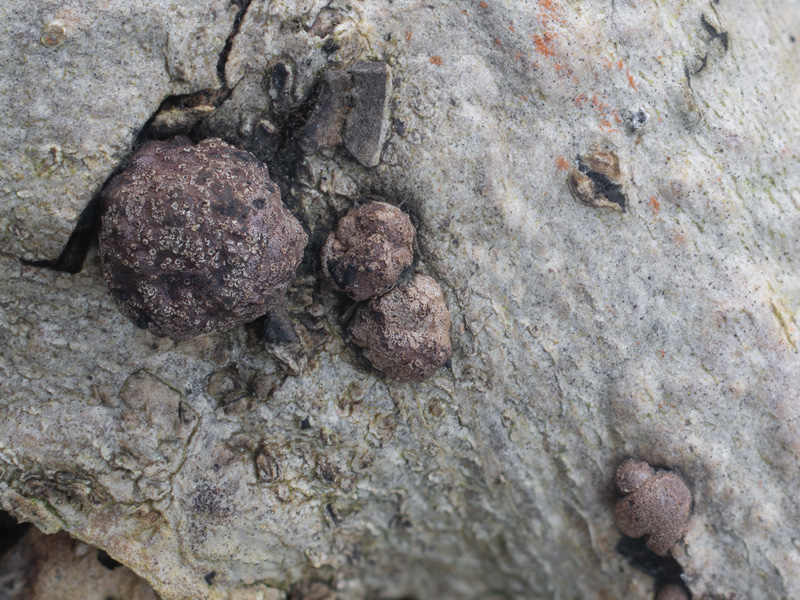 Hypoxylon fraxinophilum